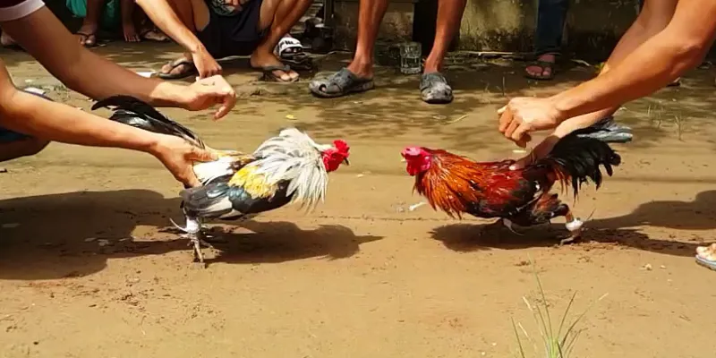 Một số loại gà chọi đáng chú ý