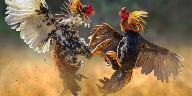 188Bet nổi bật trong lĩnh vực cá cược đá gà trực tuyến